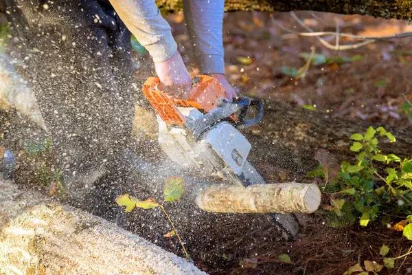 Springfield Tree Removal Professionals for Safe and Clean Service