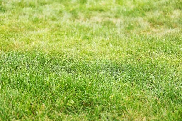 Best Practices for Effective Lawn Treatment Results
