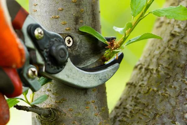 Trusted Tree Service Janesville for Safe and Affordable Tree Care