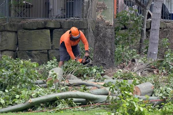 Tree Service Auburn with Certified Arborists and Modern Equipment