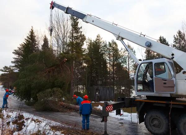 Choosing the Right Tree Service in Springfield IL for Your Property