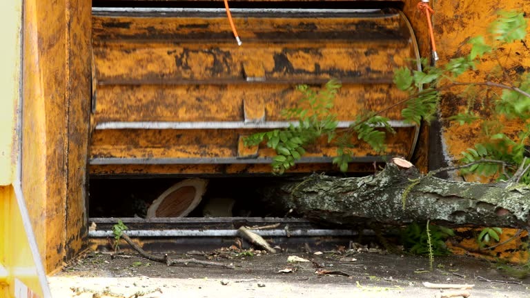 Skilled Tree Service Mobile for Storm Cleanup and Preventive Care